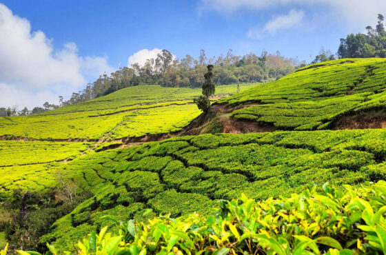 Mist, Tea & Timeless Tranquility