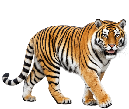 Bengal Tiger